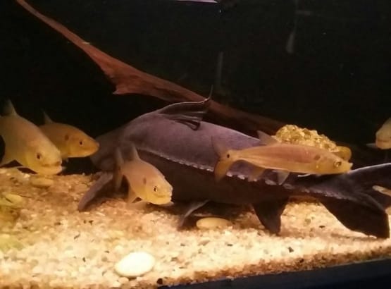aquariozdezbonitoz3 aquariozdezbonitoz3