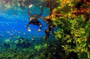 Qual a diferença entre o Rio Sucuri e o Rio da Prata em Bonito? Qual a diferença entre o Rio Sucuri e o Rio da Prata em Bonito?