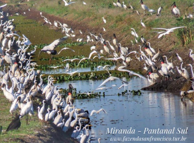 Pantanal MS