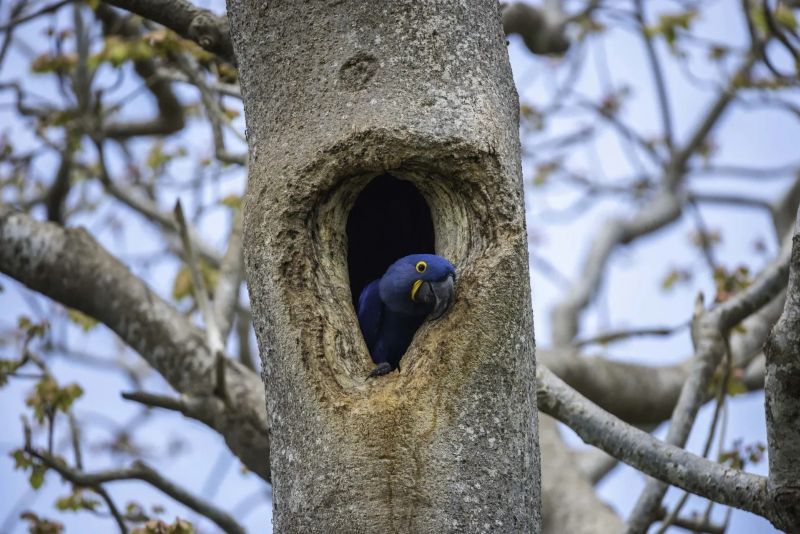 Arara Azul No Ninwwww