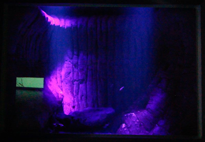 Cavernicolas Edemir Rodrigues