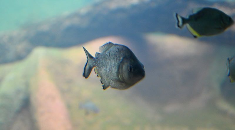 Tanque De Piranhas Por Bruno Rezende