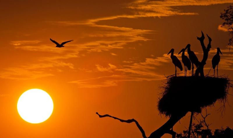 O que fazer no Pantanal em 2 dias