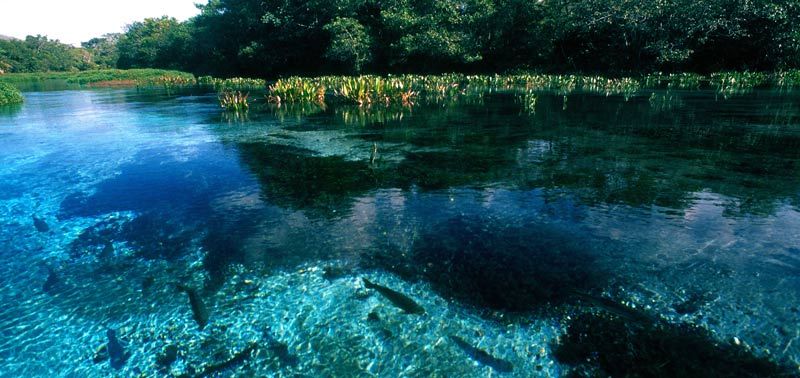 Passeios no Pantanal: 8 Lugares Que Vale a Pena Incluir no Roteiro