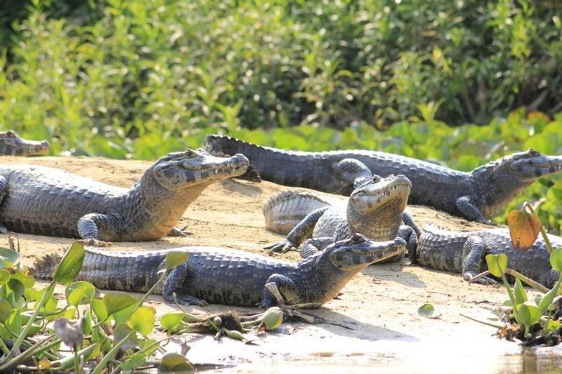 Pantanal Jungle Lodge 7
