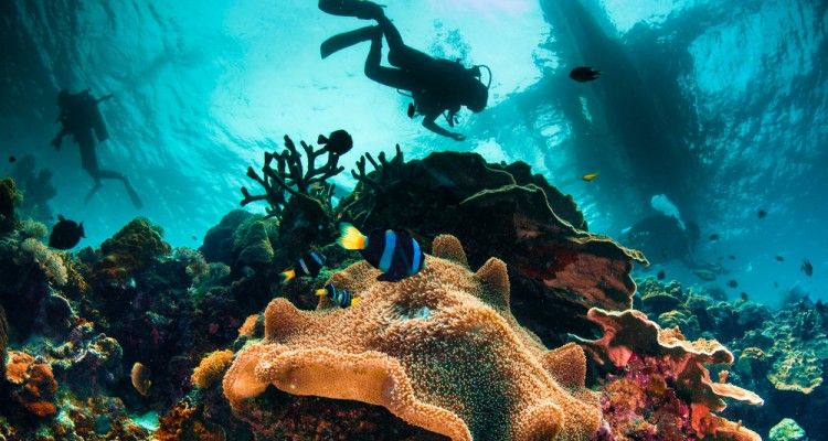 Os 5 melhores lugares para mergulhar no Brasil