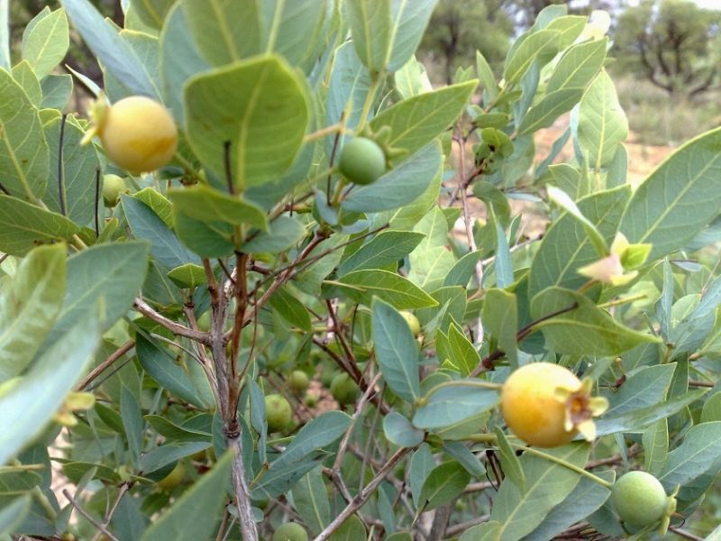 Guavira Fruta Simbolo 