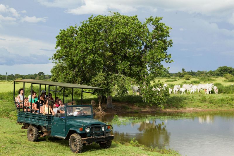 Safari Fotogrfico na Pousada Pequi, Pantanal de Aquidauana