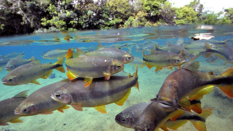 Saiba tudo sobre as Piraputangas, peixe smbolo de Bonito