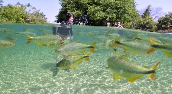 Piraputanga Bonito Ms Acqua