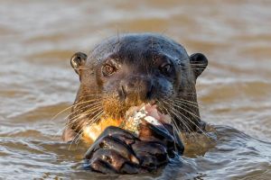 Ariranhas e lontras: comparativo das espcies aquticas do Brasil​