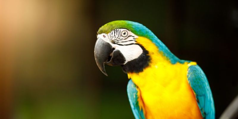 Arara Caninde Bonito Ms