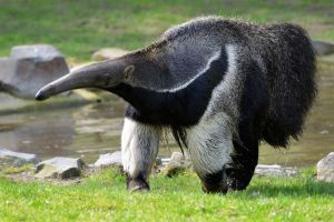 Animais em extinção que ainda podem ser vistos em Bonito Animais em extinção que ainda podem ser vistos em Bonito
