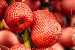 O que  o buriti e onde encontr-lo em Bonito?