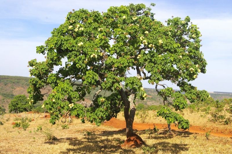 Plantas do Cerrado tpicas e medicinais que voc vai encontrar em Bonito MS
