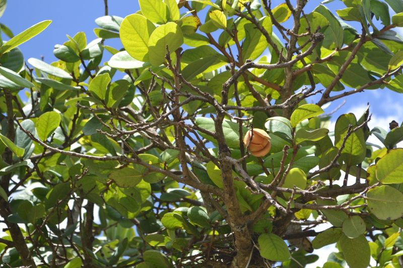 Planta Do Cerrado