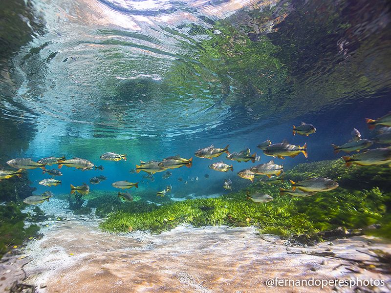 Rio Sucuri Flutuao Bonito Ms Acqua Viagens