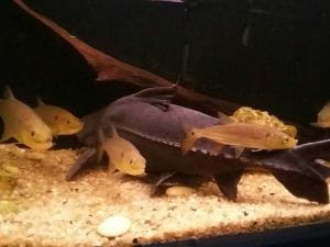 Aquário de Bonito Aquário de Bonito