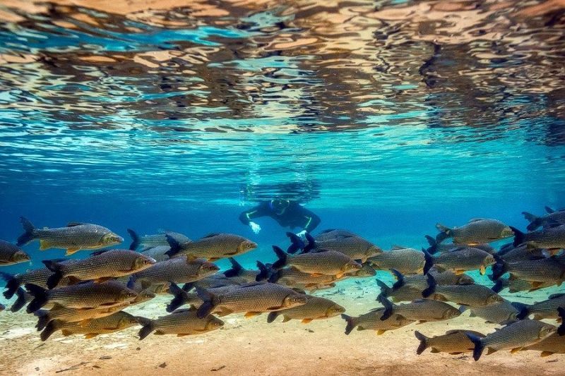 Passeio Rio da Prata em Bonito